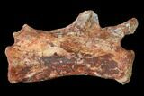 Fossil Theropod Dinosaur Caudal Vertebra - Morocco #144826-2